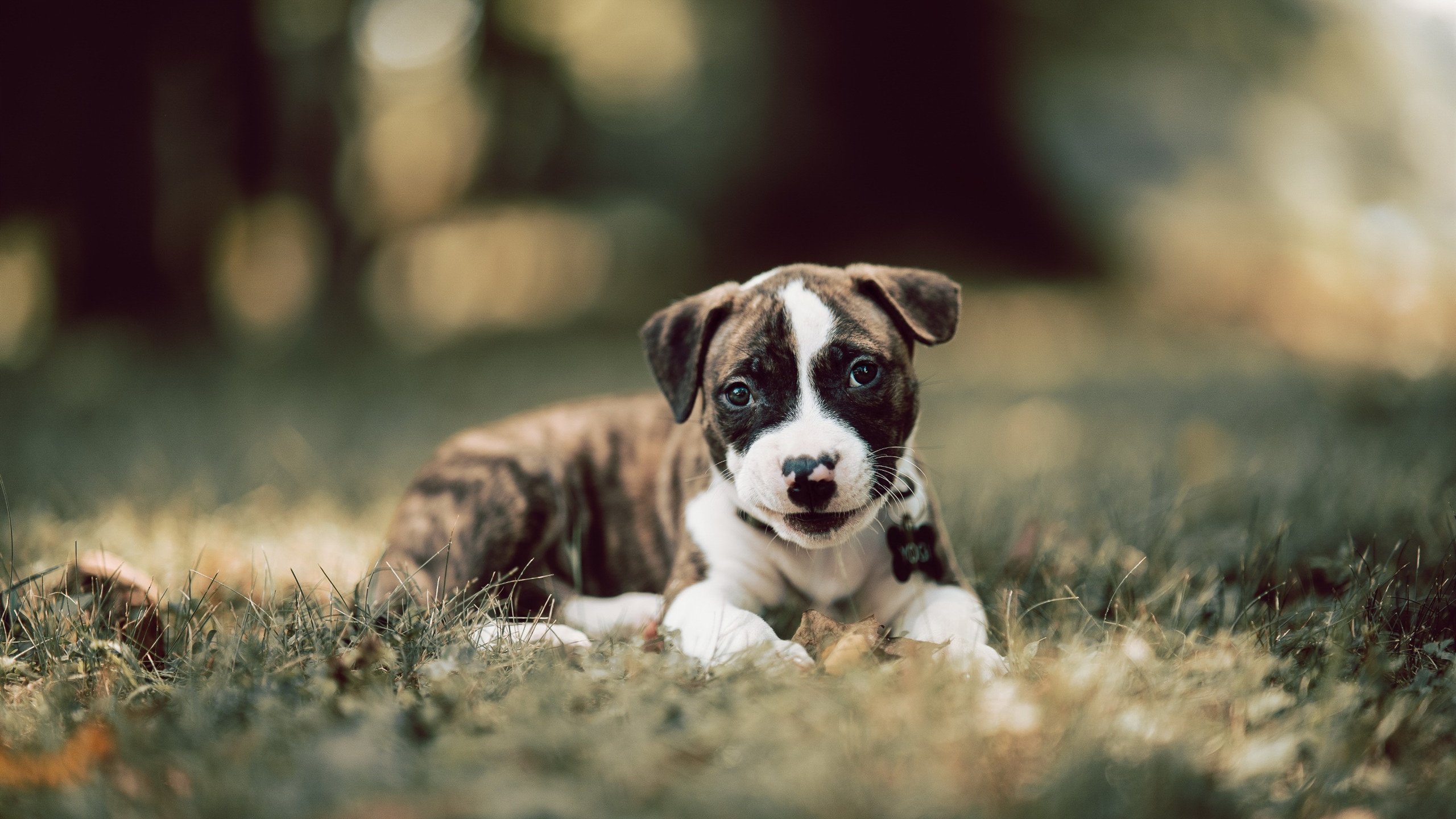 leyu乐鱼体育综合-_传统盛事：百年网球名赛历史回顾_，网球十大经典比赛