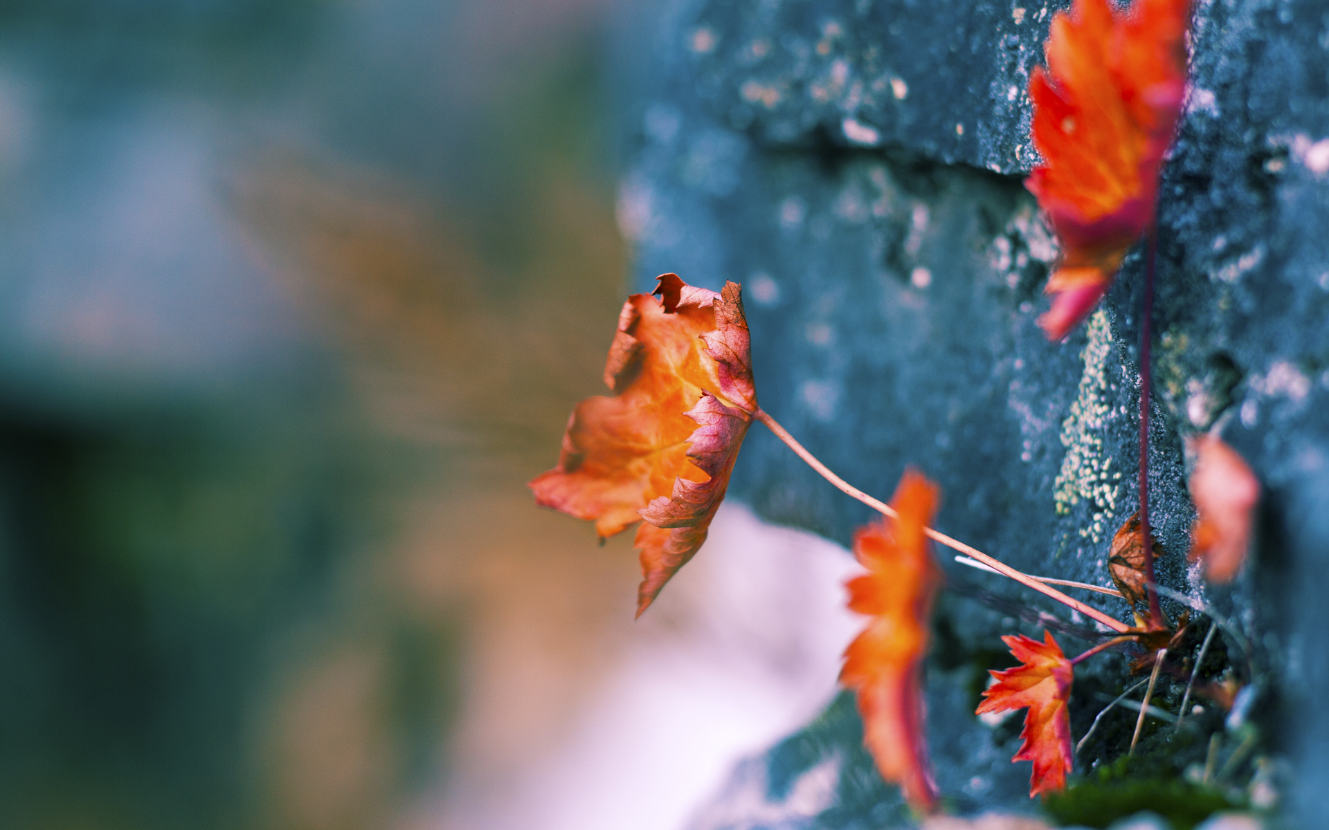 乐鱼体育APP官方下载-_体育+公益：运动传递爱心与希望_，关于运动的公益广告语