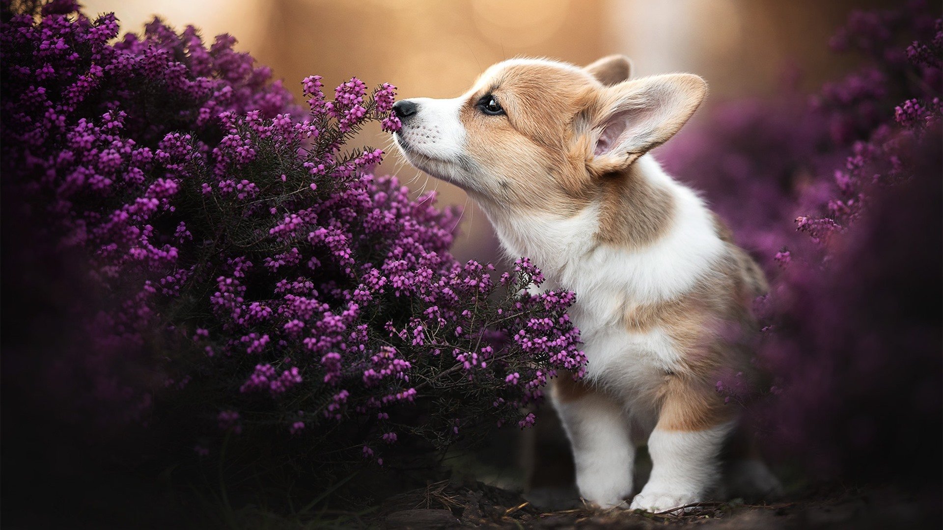 “中国足球裁判员国际比赛执裁经验不断丰富”,中国足球裁判员查询