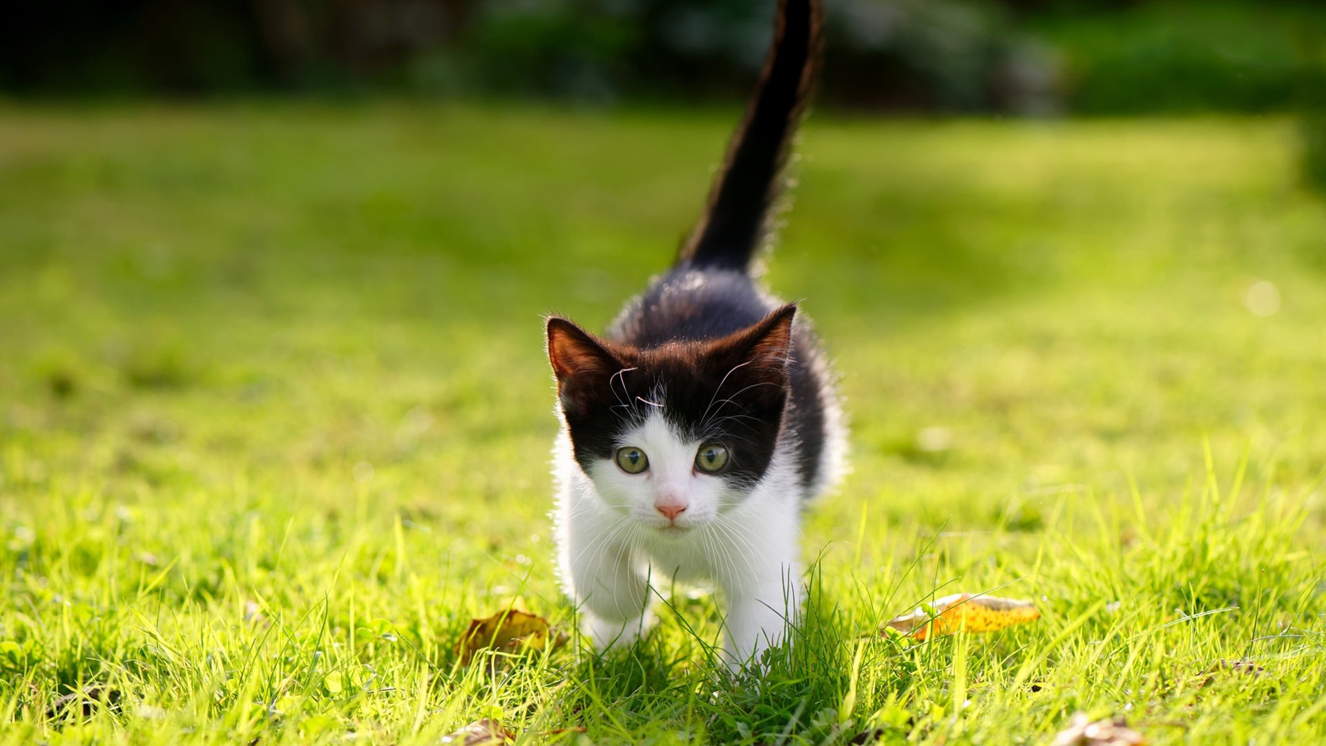 【虚拟球迷】线上互动平台带来不同凡响的观赛体验,虚拟篮球直播