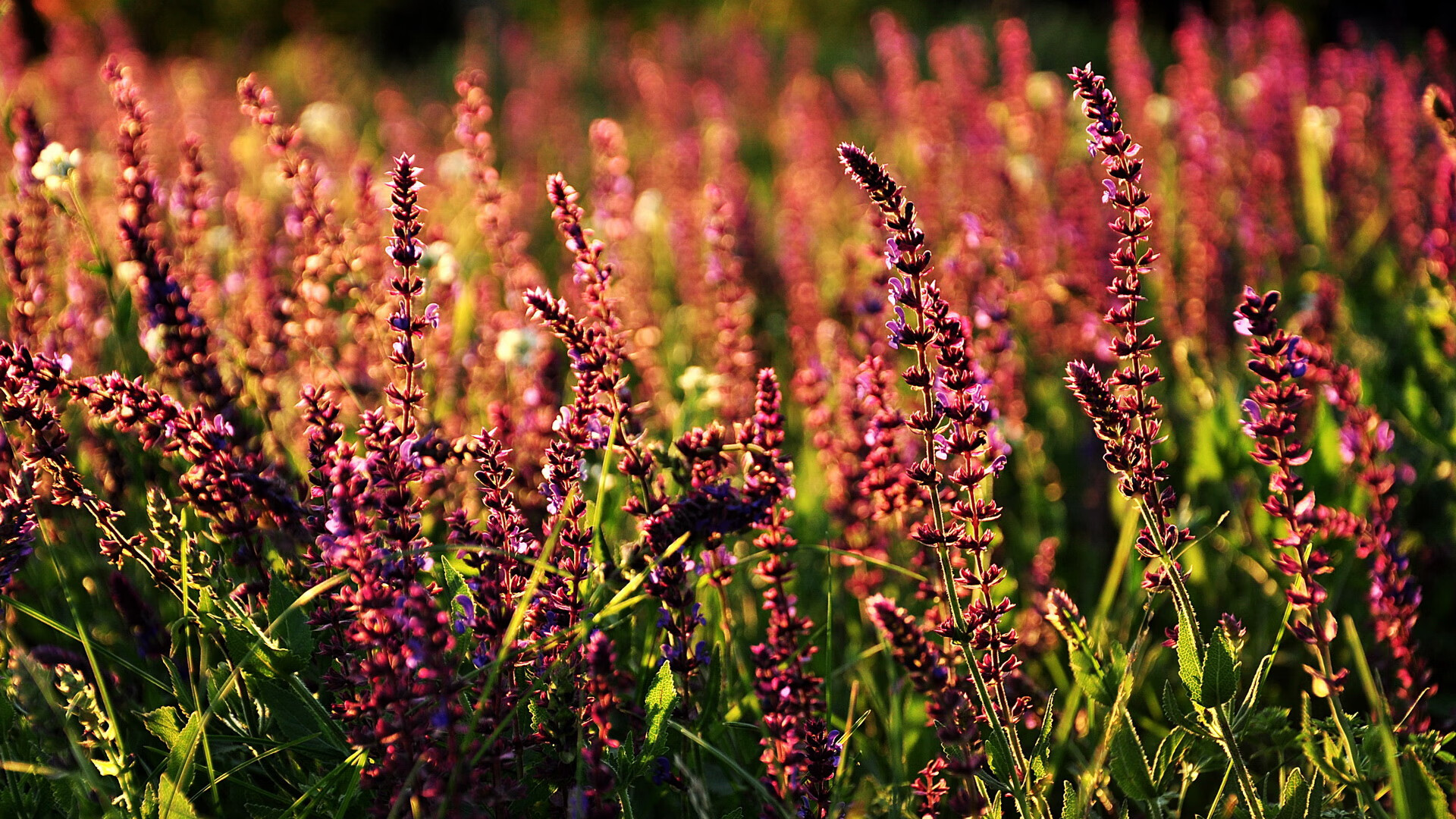 争冠焦点:今年欧冠最被看好的队伍分析,2022欧冠队伍