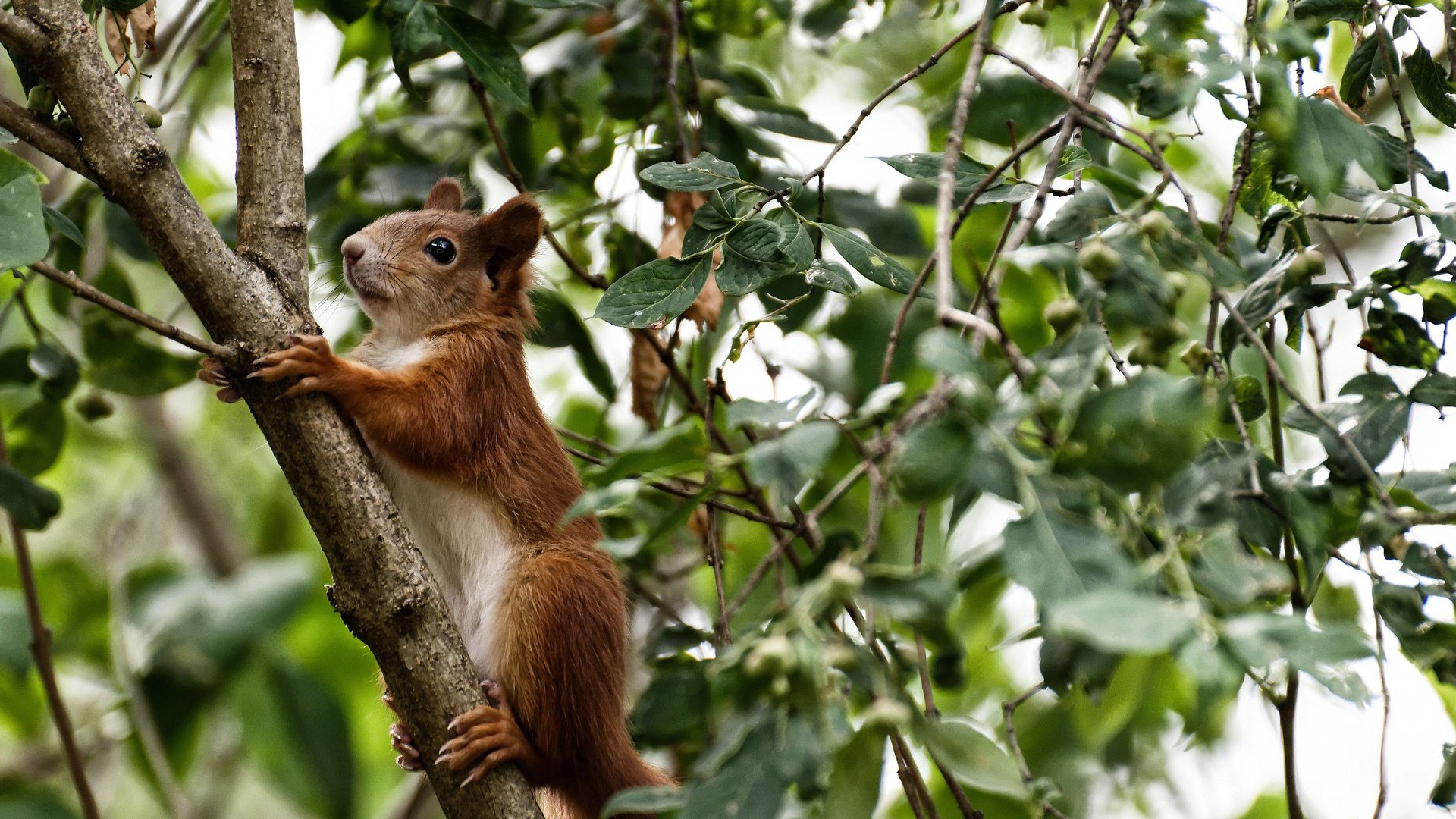 全明星周末:明星球员的“炫技”大比拼,全明星最有价值球员英文缩写