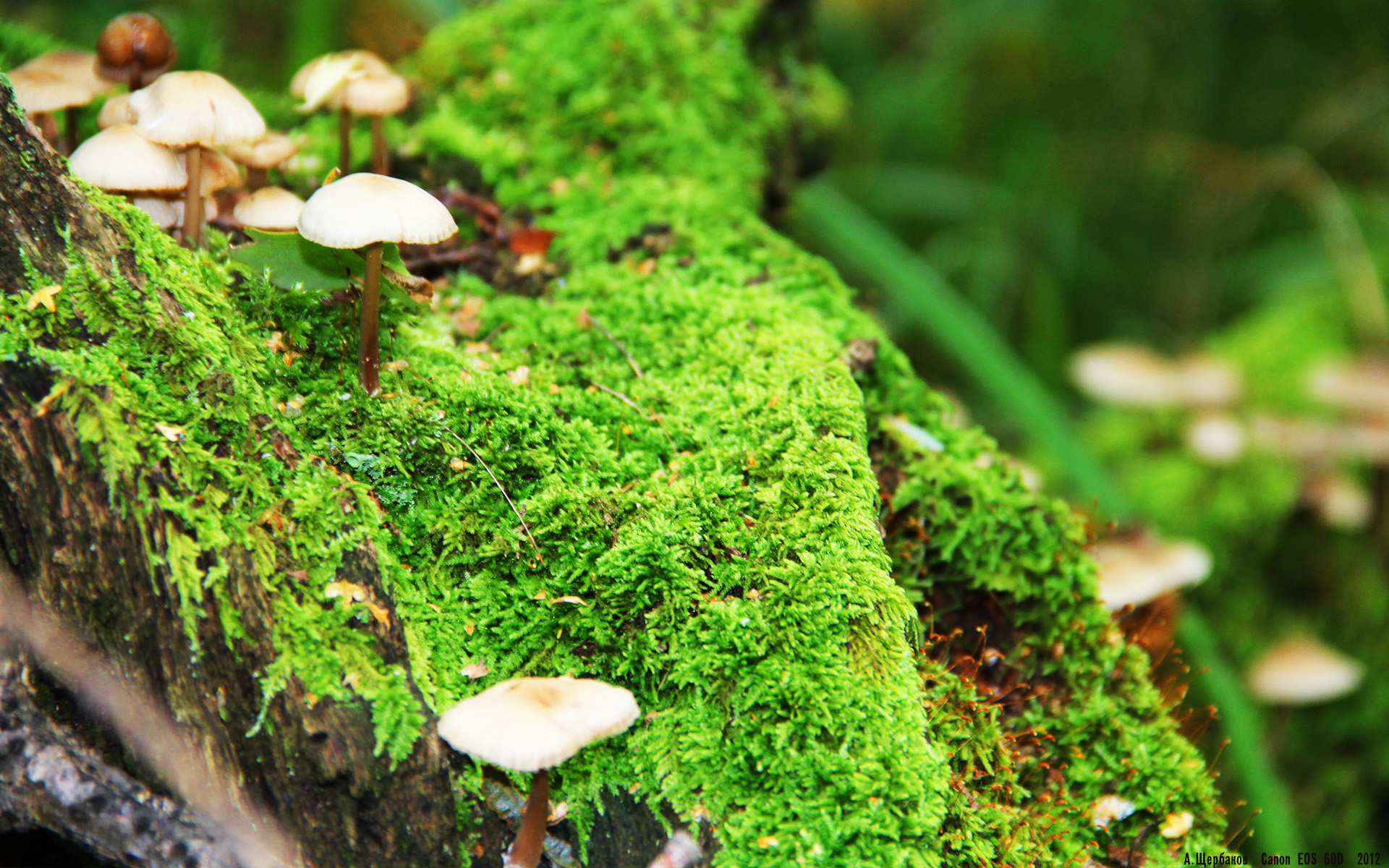 全明星新规则激活防守强度,比赛观赏性显著提升,全明星新赛制