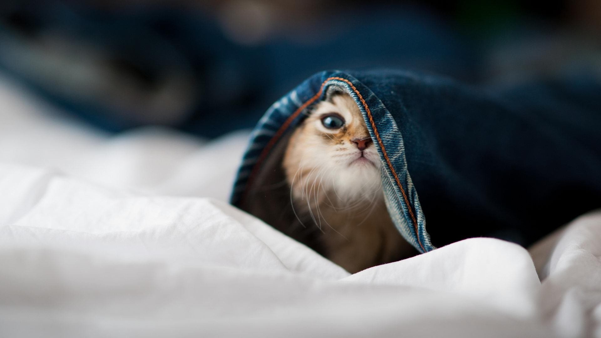 河北“速度王”:国人的赛车梦想,河北速翔赛鸽俱乐部