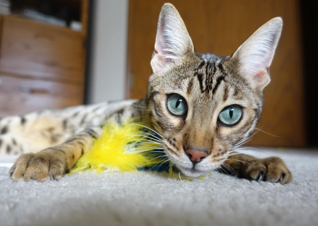 乐鱼体育平台app下载-福冈软银鹰队在日本大赛中获得亚军，福冈软银鹰职棒商品