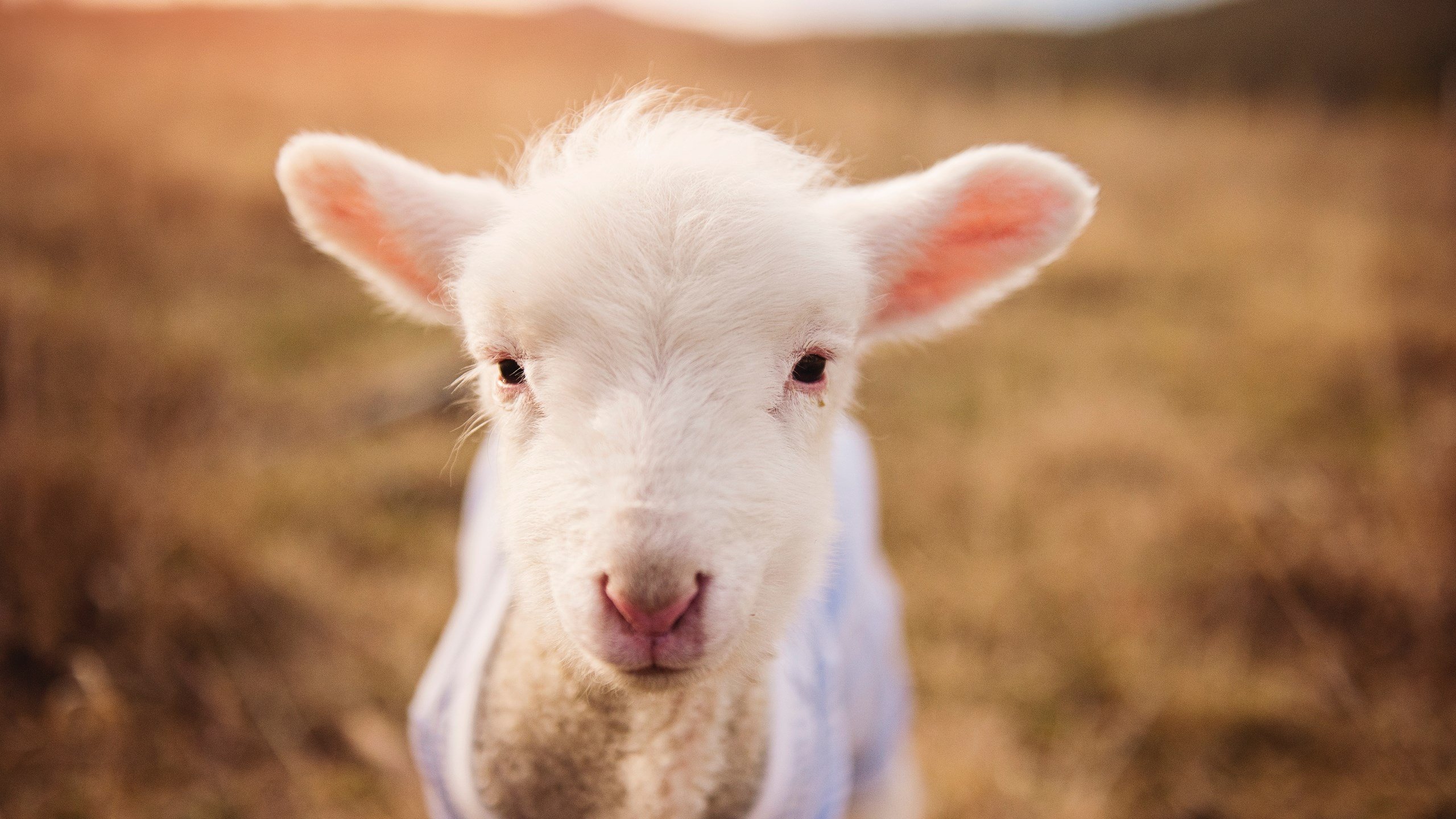 美国女足在巴黎奥运会比赛中以3-0战胜美国,奥运美国女足战绩