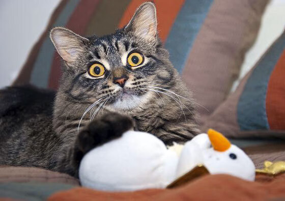 西甲瞬间难忘,专家点评亮点,西甲看点