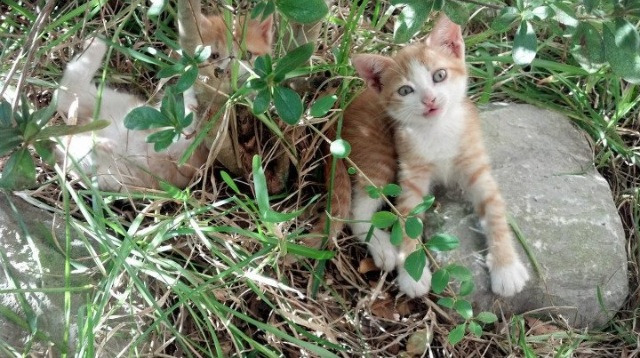 乐鱼体育(中国)官方网站-KPL赛场精彩瞬间集锦发布，王者荣耀kpl精彩