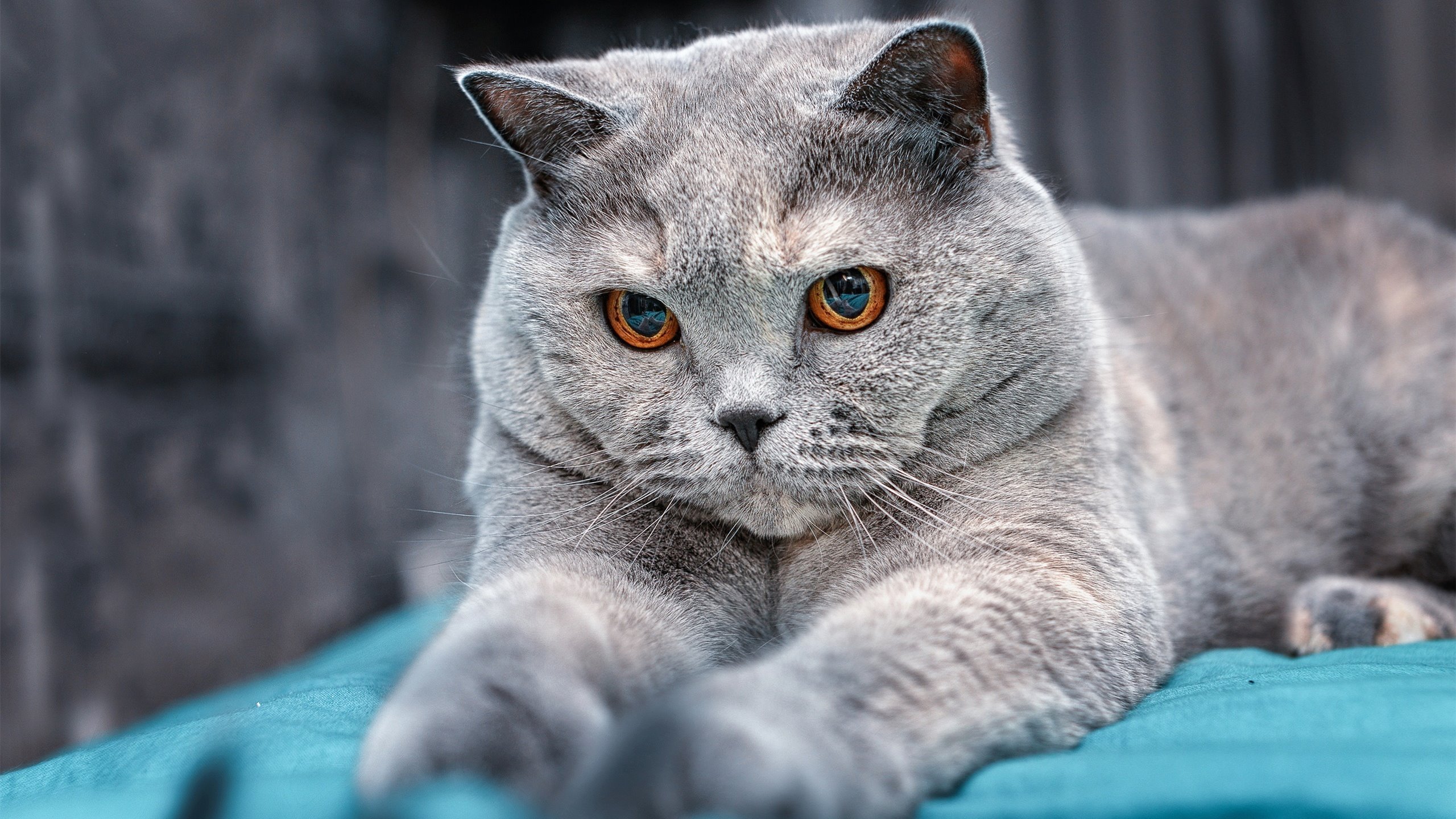 国米连续三场零封对手，国米连续3年小组赛出局