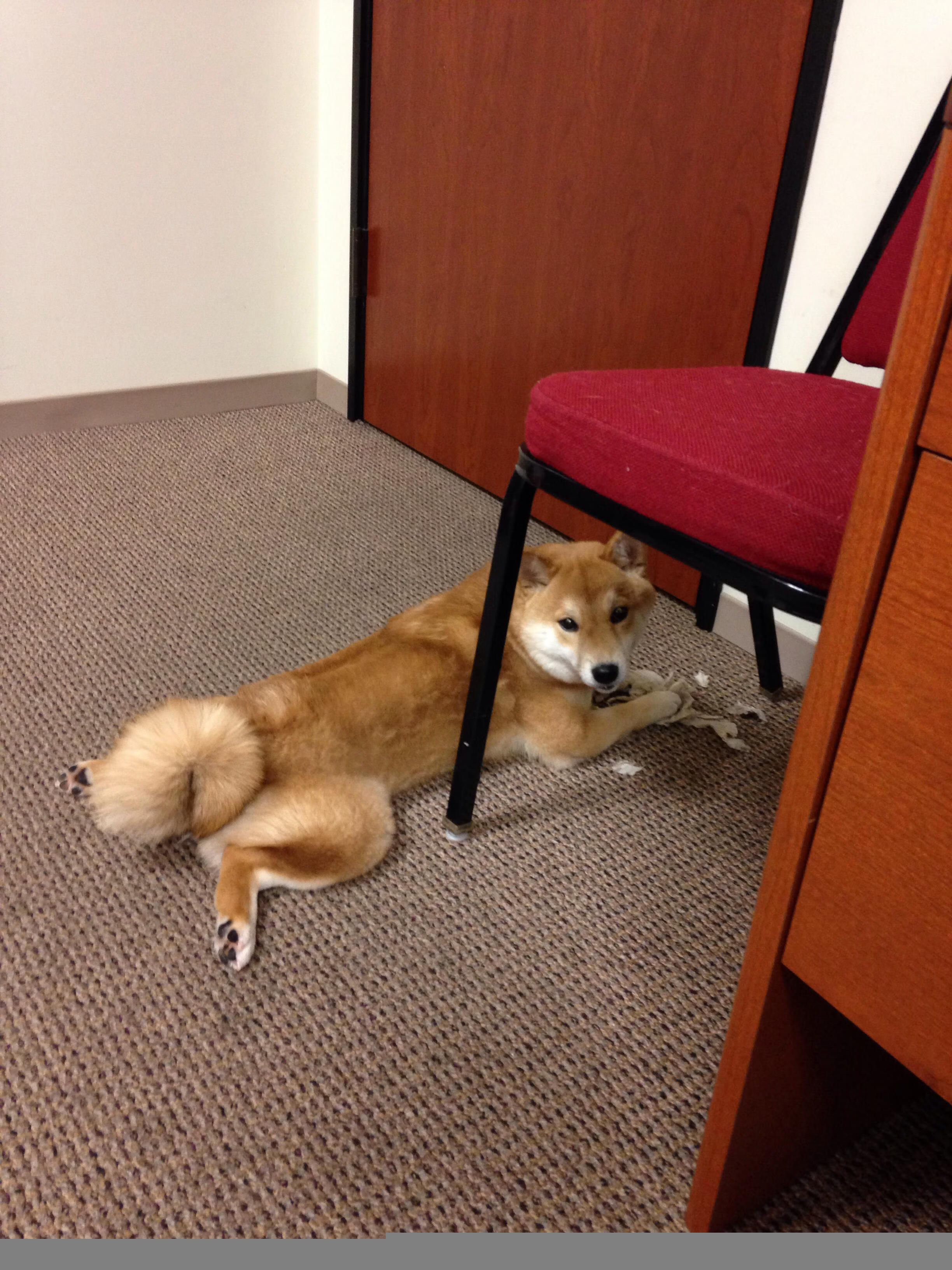 库兹马诺维奇在巴黎奥运会手球比赛中多次扑救点球,库兹马球技