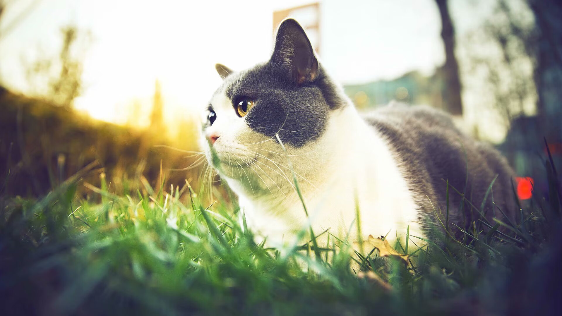 库兹马诺维奇在巴黎奥运会手球比赛中展现出高水平的反应速度,库兹马出手次数