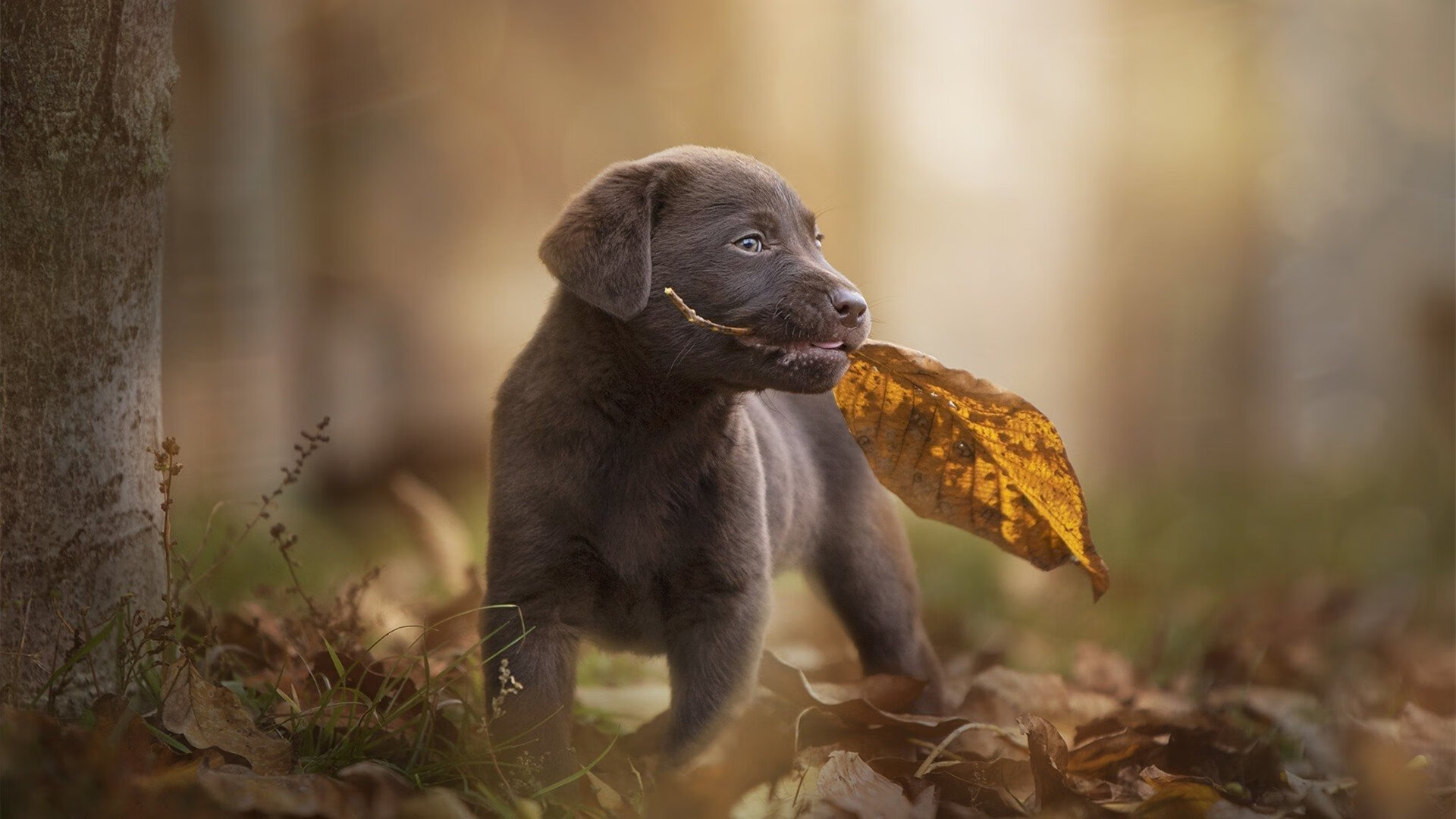 日本骑手佐藤健一在2024年东京国际障碍赛中以“飞翔之星”马匹获得冠军,感人至深。