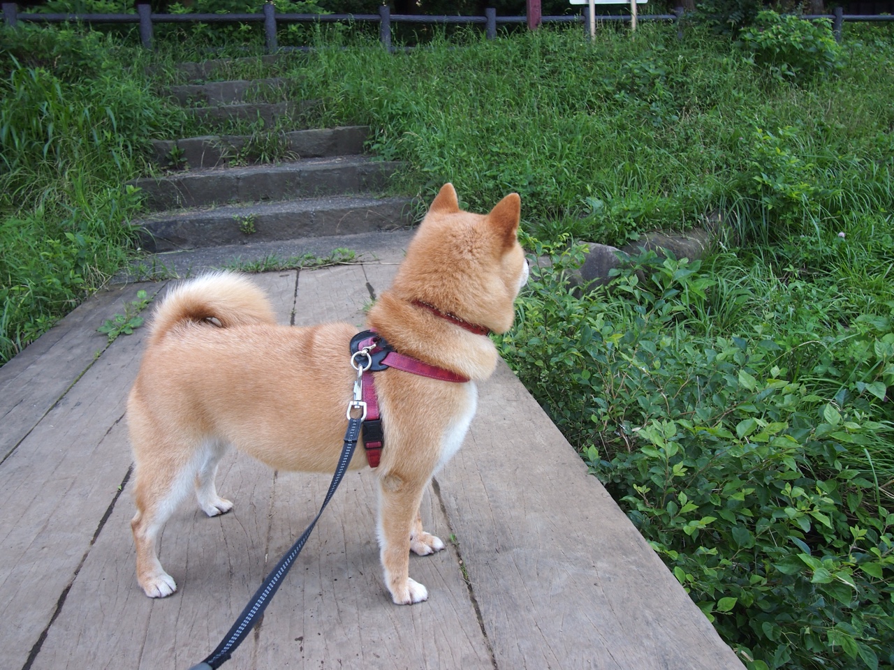 法国举办篮球公益活动,法国篮协