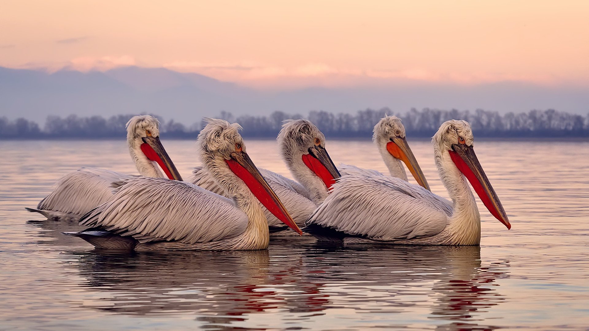 灰熊新星发光主场击退雷霆,灰熊巨星