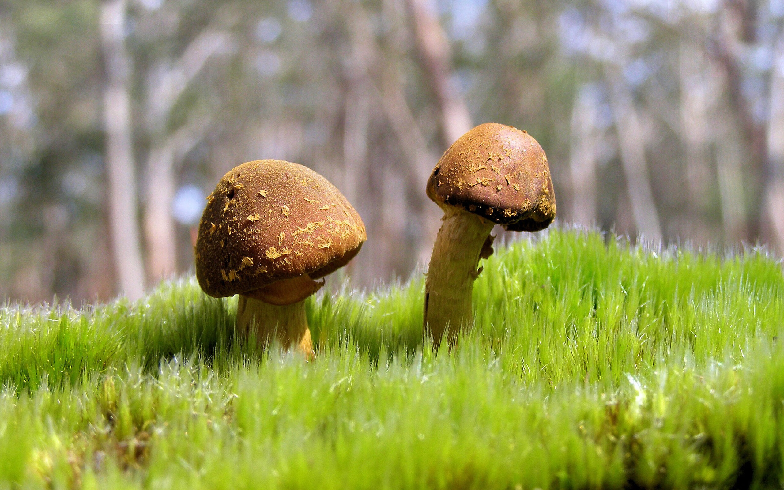 美国篮球巨星率领国际队出战赛事,美国蓝球国家队