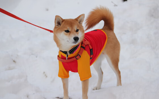 乐鱼电竞-葡萄牙国家队士气高涨，凭借进攻力取胜，葡萄牙国家队实力分析