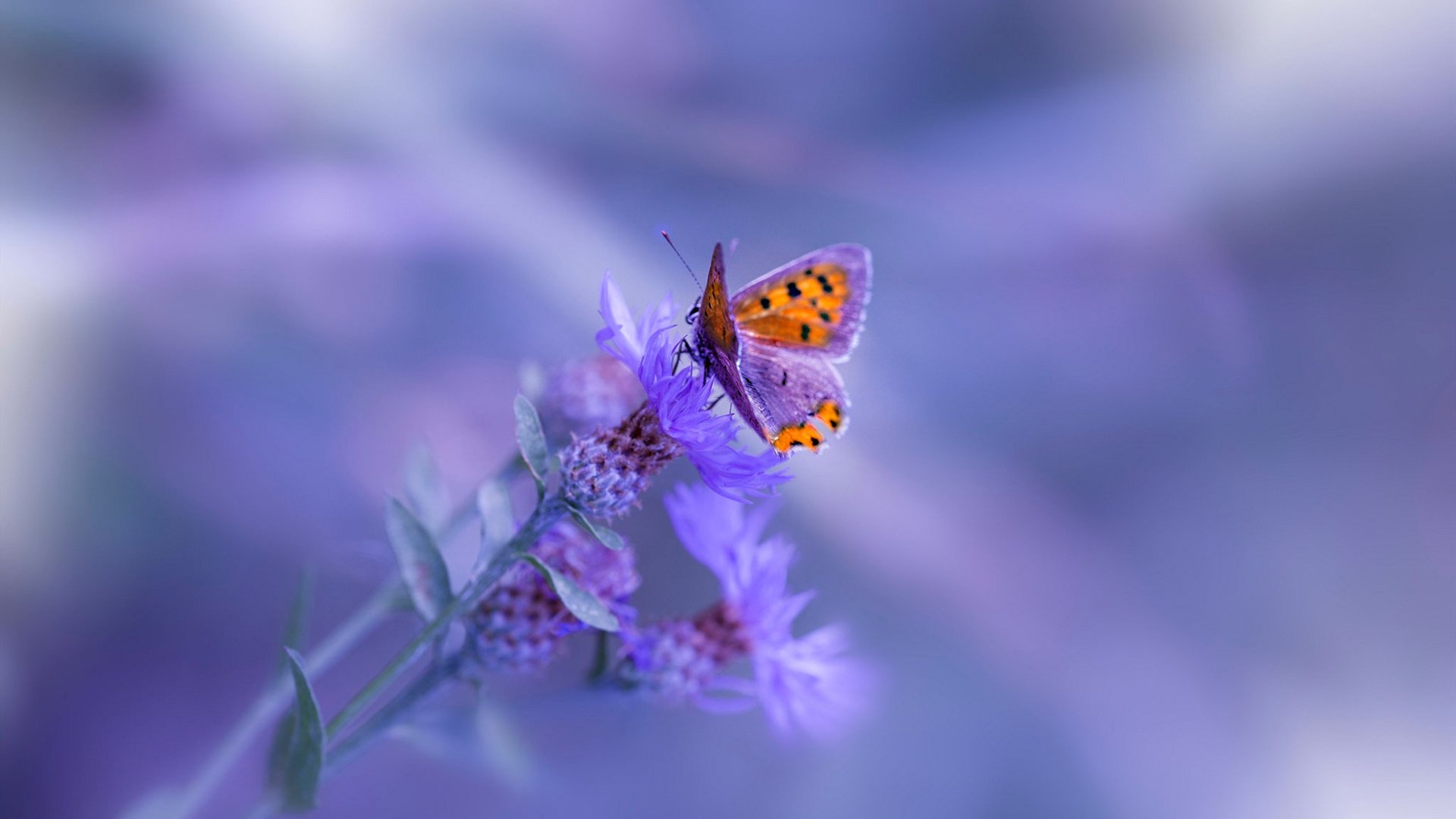 乐鱼体育(中国)官方网站-体育赛事现场管理优化，体育赛事管理要素