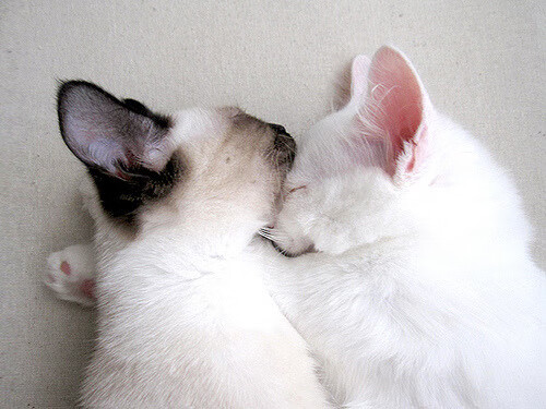 篮球专项训练课程体系创新与应用,篮球专项训练方案