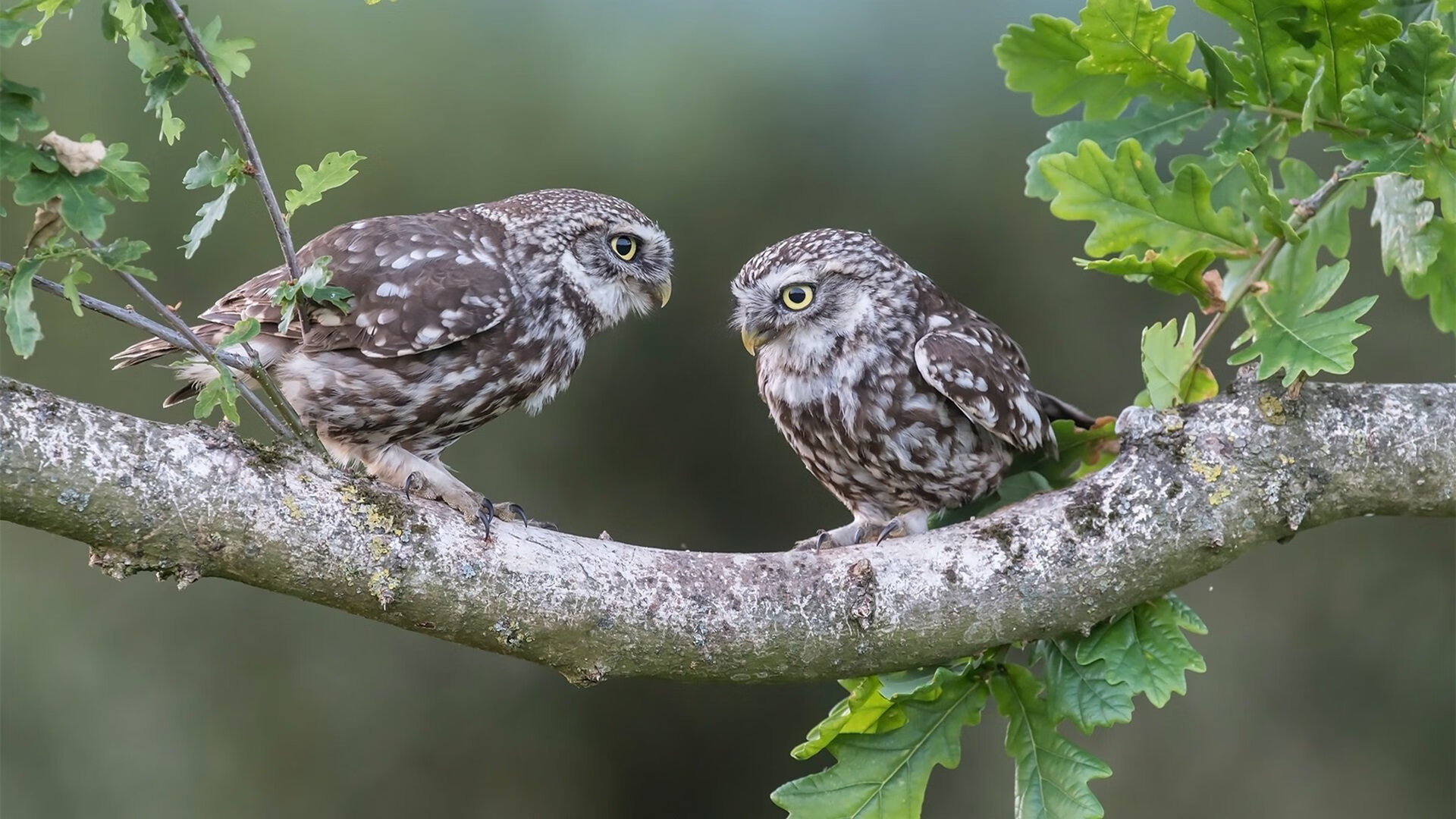中国香港队未来发展:如何通过国际交流推动技术革新与提升,香港队伍