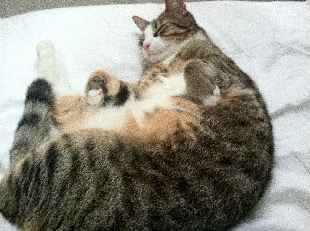 leyu乐鱼官网登录入口-短距离女将发挥稳定夺铜