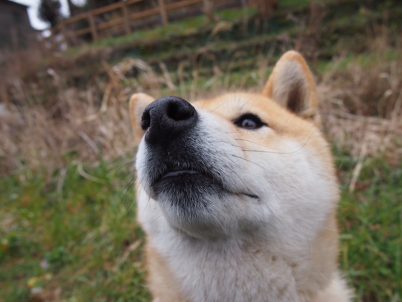 塞内加尔男篮在非洲锦标赛中发扬光大，续写荣耀传奇，塞内加尔男篮名单