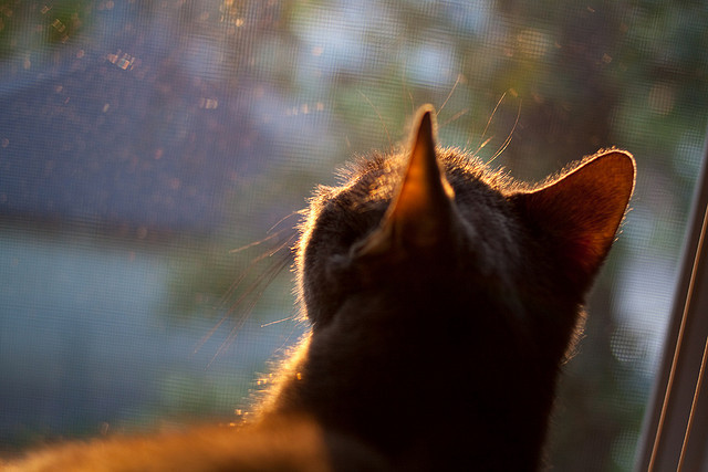 科特迪瓦男篮在非洲锦标赛中奋勇冲击,外线火力全开