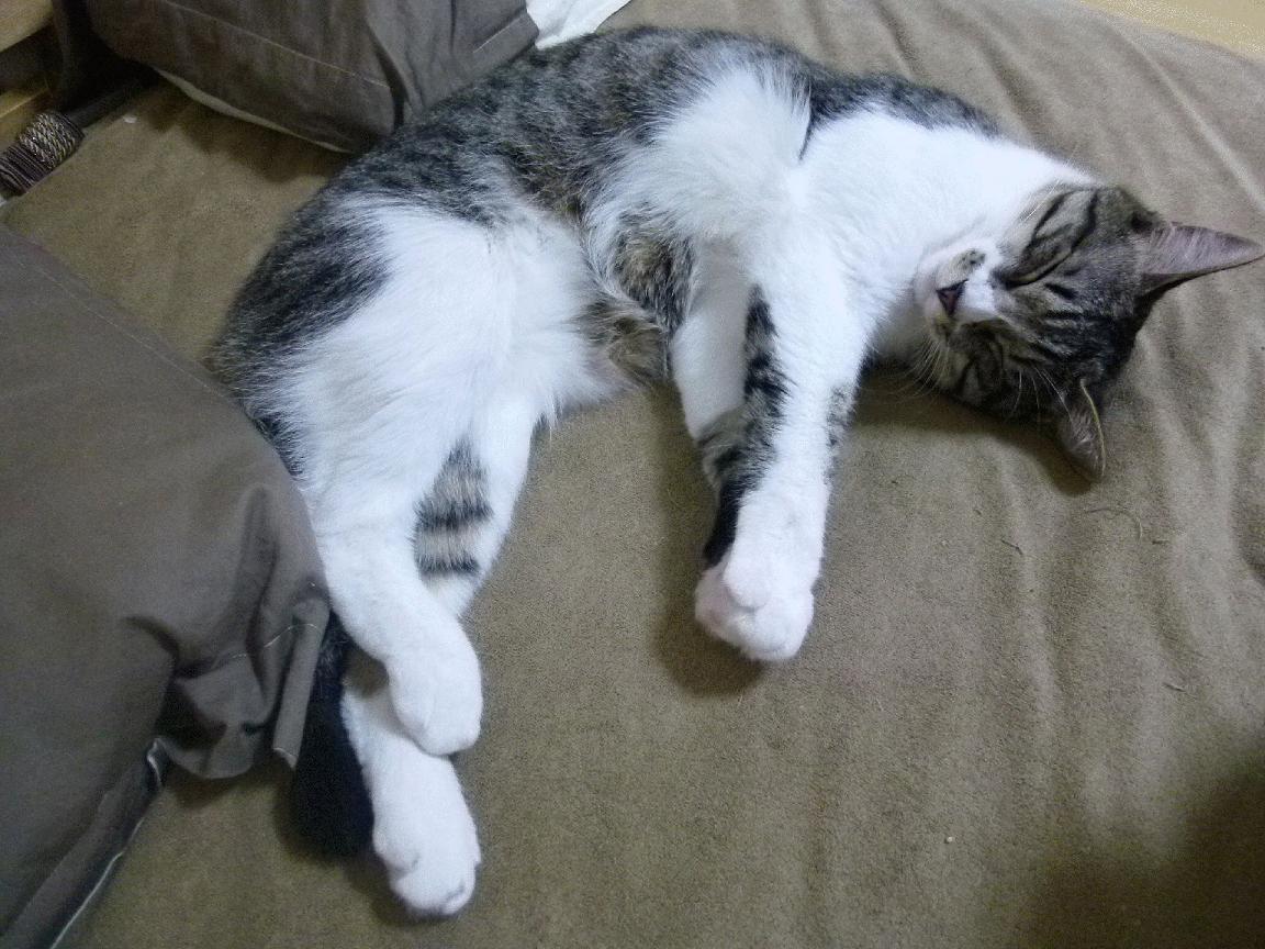 青少年足球教练员认证体系不断完善,提升行业标准,青少年足球教练的重要性